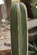 Pachycereus marginatus (40259315344) .jpg