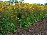 Packera aurea, or golden ragwort