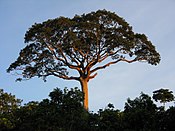 Een grote kapokboom (Ceiba pentandra), het symbool van het onderzoekstation Panguana
