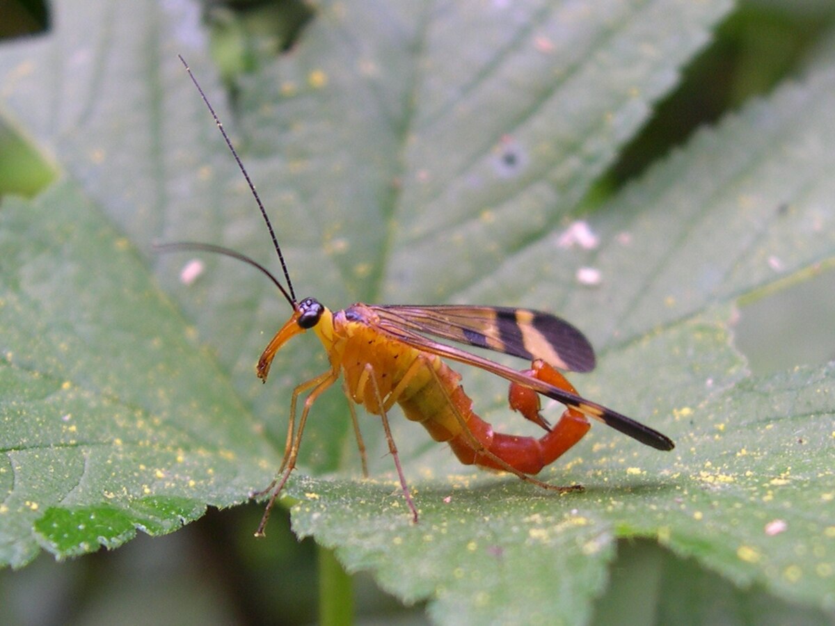 File:Pata Negra.jpg - Wikimedia Commons