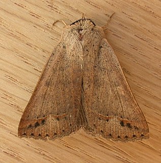 <i>Pantydia sparsa</i> Species of moth