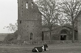 Schwarzweißfoto eines mittelalterlichen romanischen Gebäudes, teilweise in Ruinen und vor dem eine Kuh sitzt