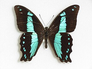 <i>Papilio chrapkowskii</i> Species of butterfly