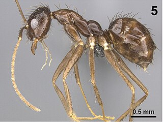 <i>Paratrechina zanjensis</i> Species of ant