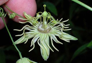 <i>Passiflora lutea</i> Species of vine