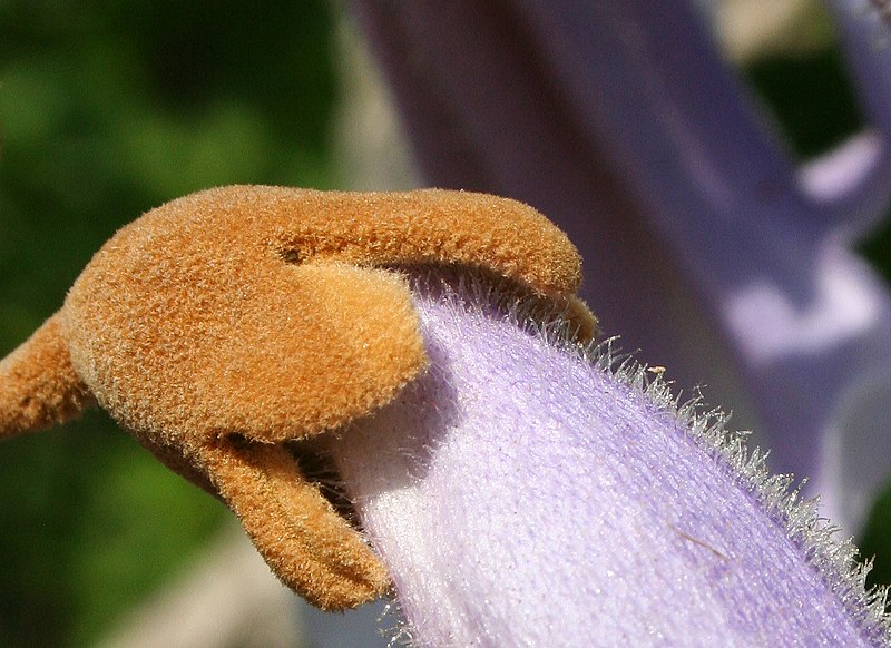 File:Paulownia detail.jpg