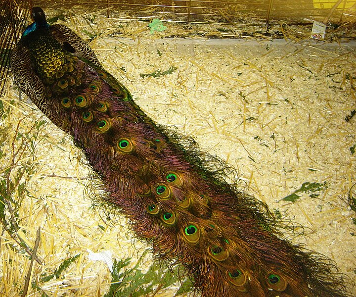 File:Peacock DSC04082.jpg