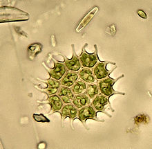 An example of Chlorophyceae genus Pediastrum. Pediastrum.jpg