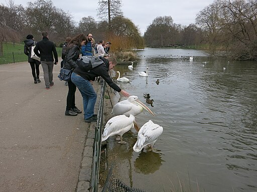 Pelican bothering in St James's Park - geograph.org.uk - 4727224