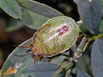 Pentatomidae - Piezodorus lituratus (nymph).jpg