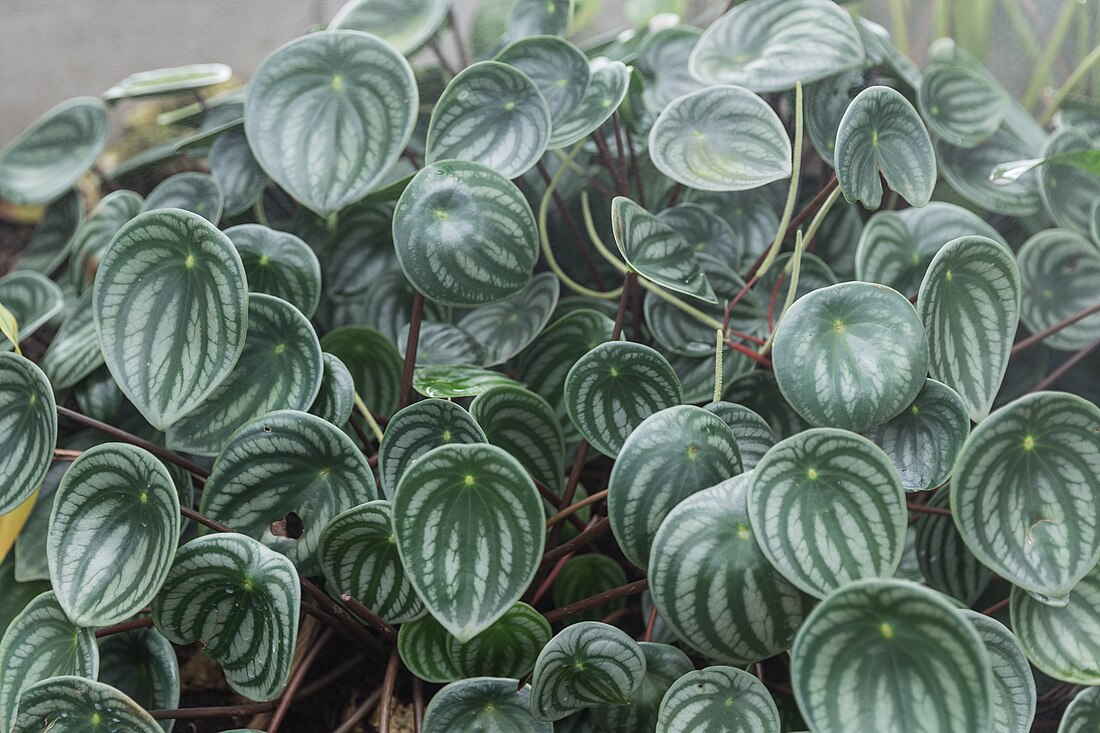 File:Peperomia Argyreia (Pépéromia d'argent) - 71.jpg