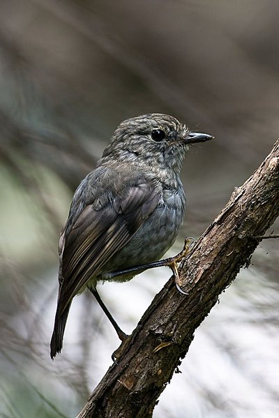 File:Petroica australis 2.jpg