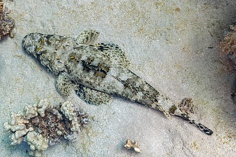 Crocodilefish (Papilloculiceps longiceps), Ras Muhammad National Park, Egypt