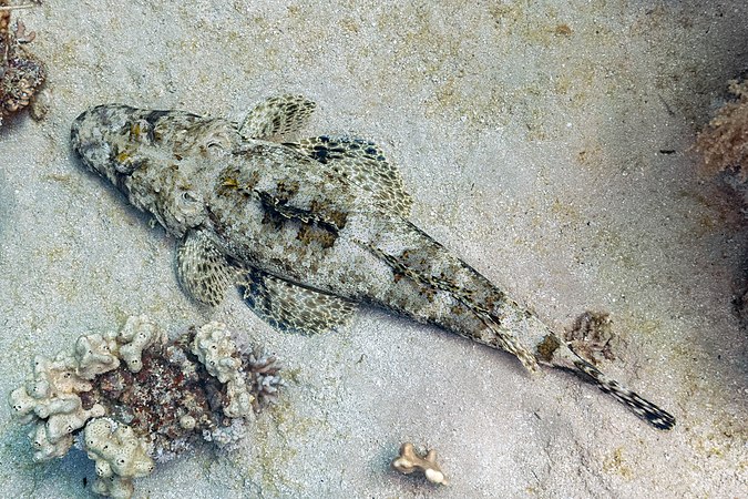 Tentacled flathead by Diego Delso