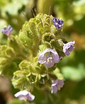 Miniatura para Phacelia anelsonii