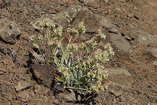 Phacelia hastata