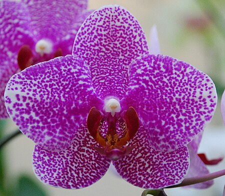 Tập_tin:Phalaenopsis_flower.JPG