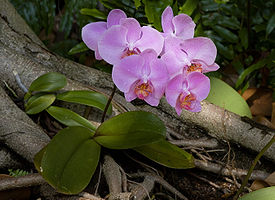 Phalaenopsis cultivar