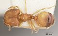 Pheidole Jonas casent0101758 dorsal 1. jpg