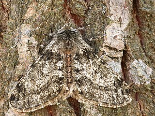 <i>Phigalia pilosaria</i> Species of moth