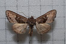 Phlogophora konservuloides0.jpg