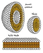 قِطاع يُظهِر التركيبة التي يُمكن أن تَتَشكل مِن الشَّحميات الفُسفورية في مَحلول مائيّ