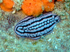 Descrição da imagem Phyllidiella zeylanica.jpg.