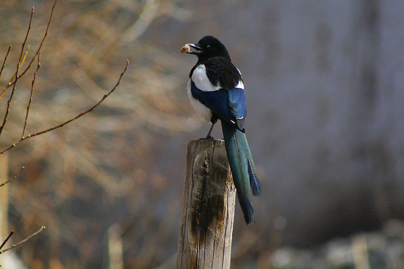 File:Pica pica Ladakh.jpg