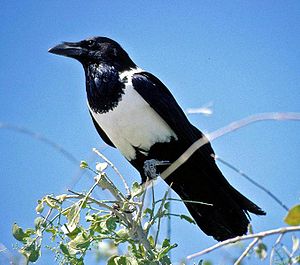 Skildpaddeskjell (Corvus albus)