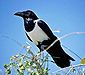 Pied Crow.jpg