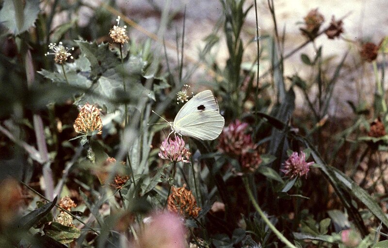 File:Pieris brassicae 081979 - panoramio.jpg