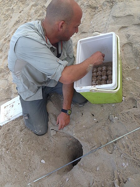 קובץ:PikiWiki Israel 32620 Turtle Eggs.JPG