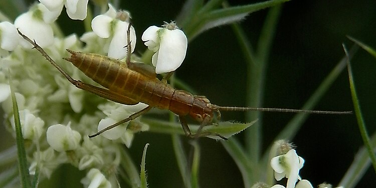 Unidentified Insect