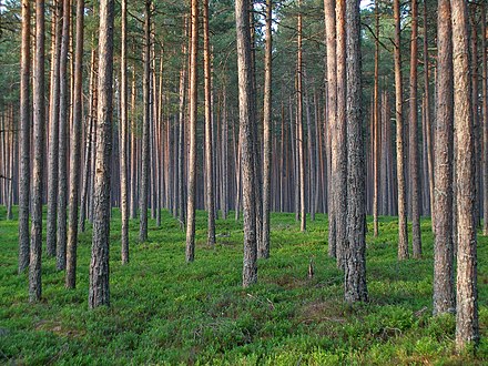 Лесные культуры это. Лес Сосновый Бор Марий Эл. Сосна Марий Эл. Сосновый Бор Лесные культуры. Бузулукский Бор.