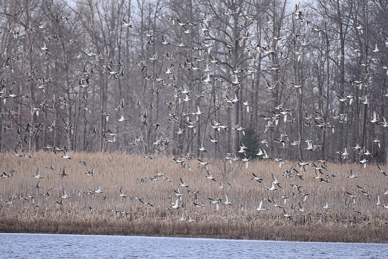 File:Pintails bombay hook 1.6.19 DSC 0499.jpg