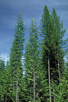 Pinus monticola (left) and Larix occidentalis (right), and Thuja plicata (low foreground), Idaho