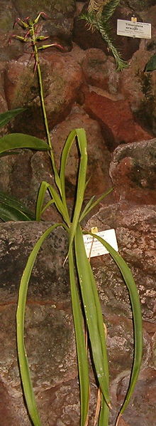 Pitcairnia flammea flamea BotGardBln271207A.jpg