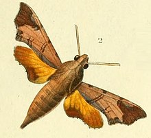 Pl.08-fig.02-Temnora pseudopylas.JPG