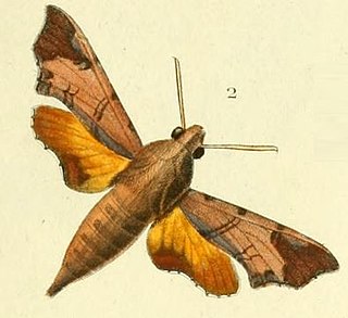 <i>Temnora pseudopylas</i> Species of moth
