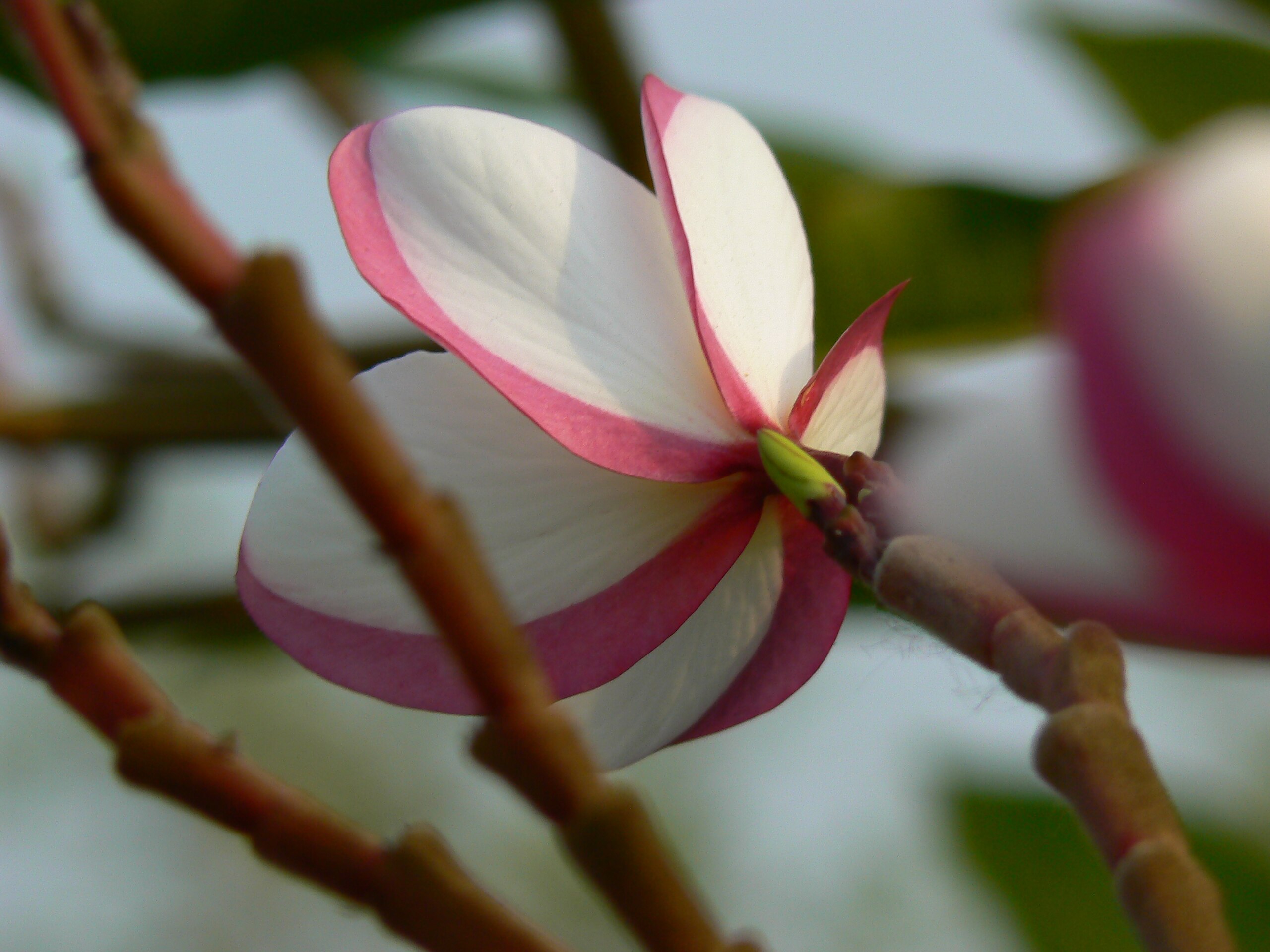 File:Flowers of Plumeria rubra in West Bengal, India.jpg - Wikipedia