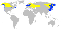 Distribución de P. grisegena      Área de reprodución     Área de invernada