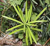 Podocarpus macrophyllus (Podocarpaceae)