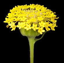Podotheca chrysantha - Flickr - Кевин Тиле.jpg