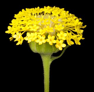 <i>Podotheca chrysantha</i> Species of flowering plant