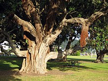 Foto av et pohutukawa-tre