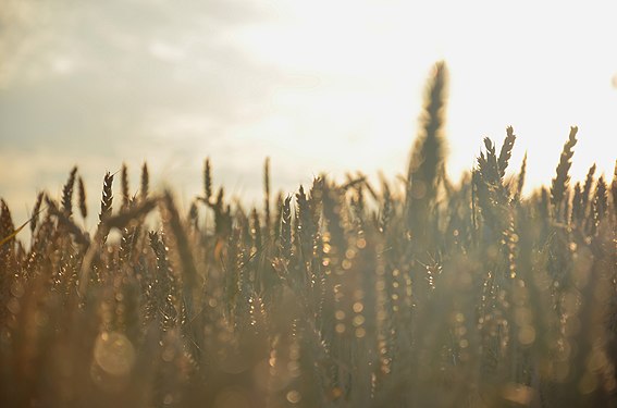 Wheat field