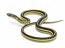 File:Yellow striped black snake.jpg - Wikipedia