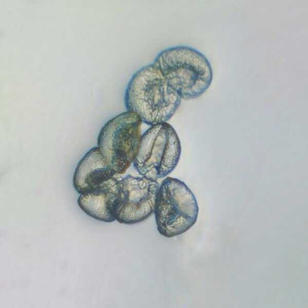 File:Pollen grains of Annona reticulata.jpg