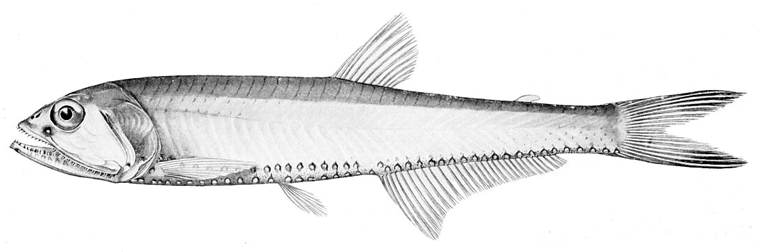 Polymetme illustris