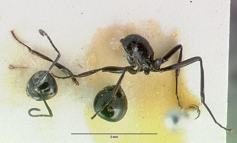 File:Polyrhachis dentata castype06935-01 dorsal 1.jpg